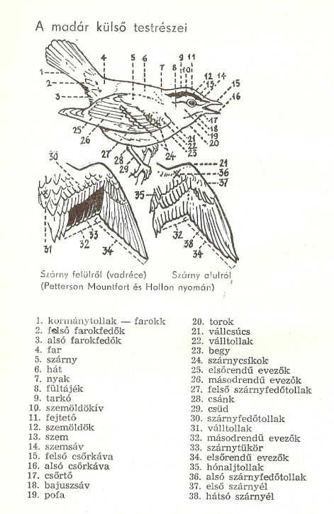 beolvasas0010.jpg